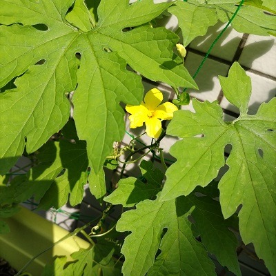 ゴーヤの花