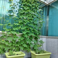 ゴーヤ0629