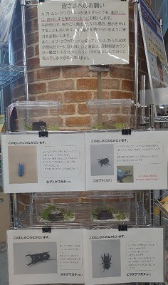 かぶくわ展示１