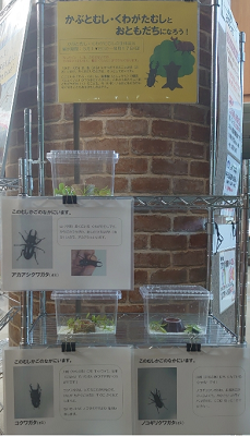 かぶくわ展示３